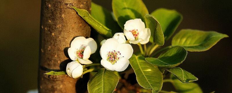 梨花開放時(shí)間（梨花開放時(shí)間及形態(tài)）