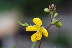 白花菜子 白花菜子的别名