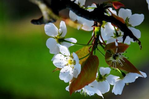 宿遷三臺山梨花什么時候開