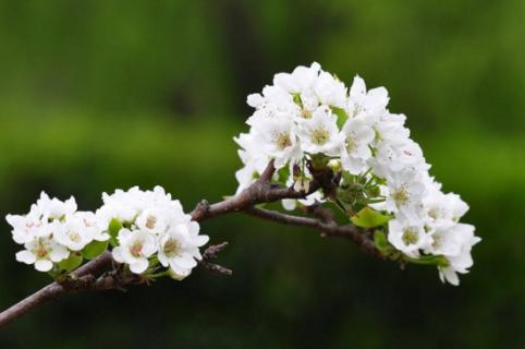 梨花代表什么象征意義