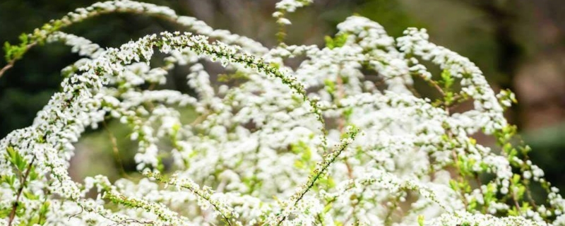 雪柳如何生根 雪柳泡水可以生根嗎