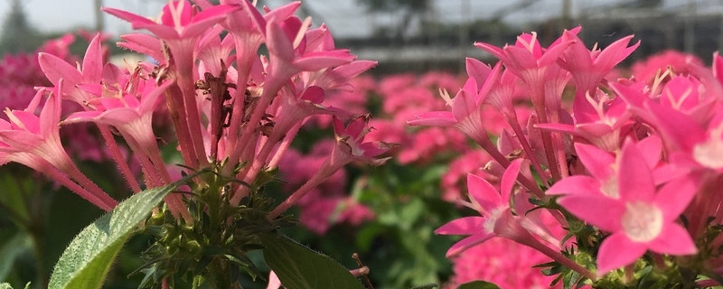 繁星花葉子發(fā)黃干枯