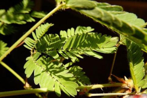 含羞草種子的種植方法和時(shí)間