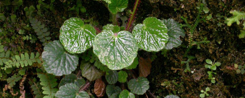 虎耳草需要二氧化碳嗎（虎耳草需要曬太陽(yáng)嗎）