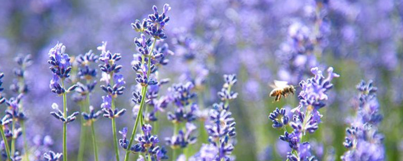 紫色薰衣草花語和寓意 藍(lán)紫色薰衣草花語