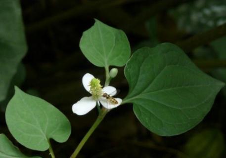 鱼腥草种植：春季根茎挖出栽种（鱼腥草种根的种植方法）