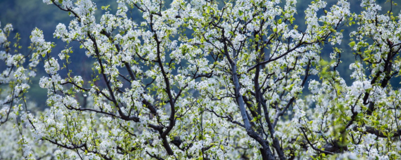 梨樹(shù)秋天又開(kāi)花是怎么回事