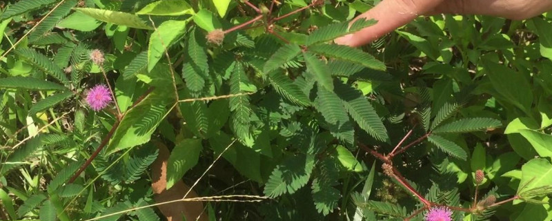 夜來香和含羞草哪個(gè)不能用手碰（夜來香跟含羞草）