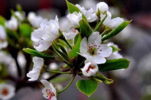 梨樹(shù)秋天又開(kāi)花是怎么回事