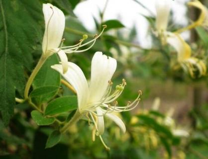 金銀花茶怎么泡，金銀花蜂蜜水最簡單/清熱解毒又潤肺通便