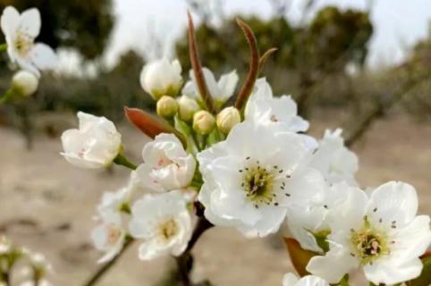 梨樹(shù)秋天又開(kāi)花是怎么回事