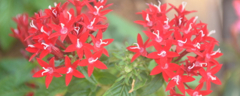 繁星花怎么越冬（繁星花冬天开花吗）