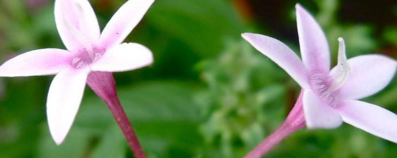 繁星花怎么插枝（繁星花需要剪枝吗）