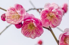 陽(yáng)桃花 陽(yáng)桃花和陰桃花有什么區(qū)別