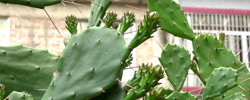 仙人掌開花嗎 仙人掌開花嗎 多少年開花