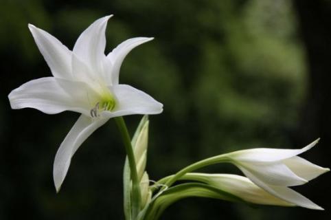 百合花花蕊黃怎么清洗