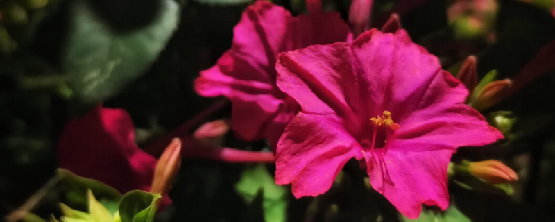 紫茉莉和夜来香是一种花吗 夜来香和茉莉花一样吗