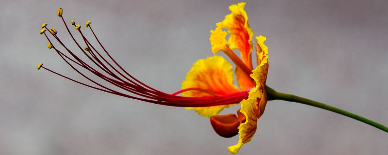 金凤花什么时候开花（金凤花什么季节开花）