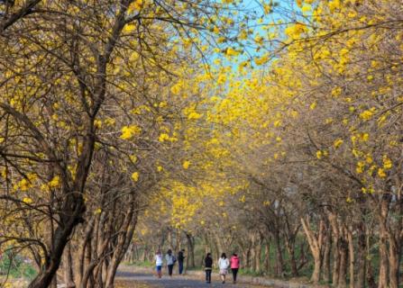 黃花風(fēng)鈴木病蟲害防治 黃花風(fēng)鈴木養(yǎng)護(hù)