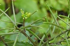 蔊菜 蔊菜的做法大全