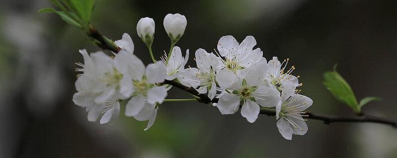 梨花有什么用途（梨花有什么用途和利用價值）