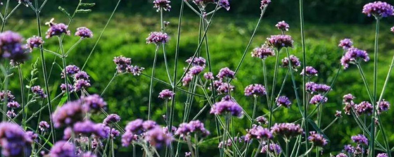 羽葉薰衣草怎么驅(qū)蟲