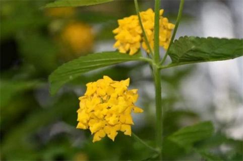 依米花在什么季節(jié)開放，每隔5～7年春季開花