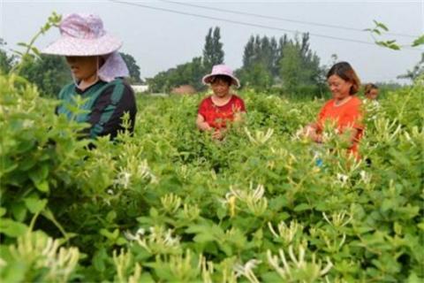 金银花茶怎么做，四个步骤简单完成 金银花茶怎样制作方法