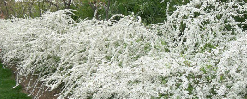 噴雪花和繡線菊的區(qū)別