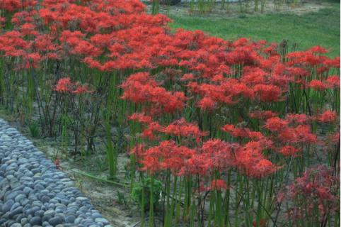 石蒜花可以養(yǎng)在家里嗎