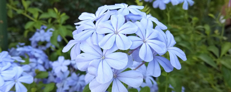 蓝雪花叶子发黄、干枯下垂怎么办?（蓝雪花叶子发黄、干枯下垂怎么办?）