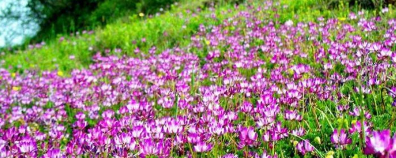 紫花苜蓿怎么种植 紫花苜蓿怎么种植技术