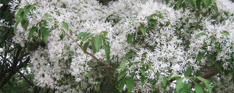 流苏嫁接桂花有啥缼点 流苏嫁接的桂花和原生的桂花有什么区别