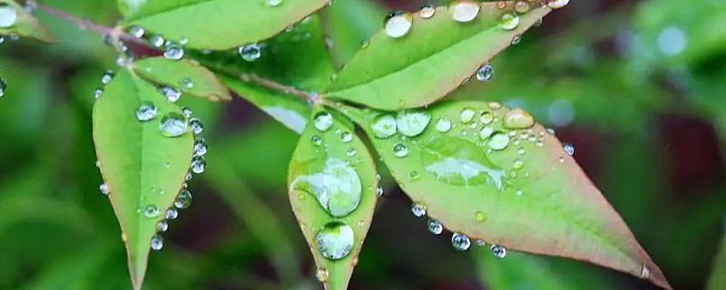 雨水收集后怎么保存澆花