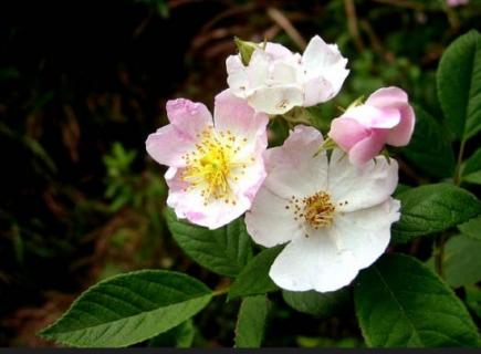 刺梨花