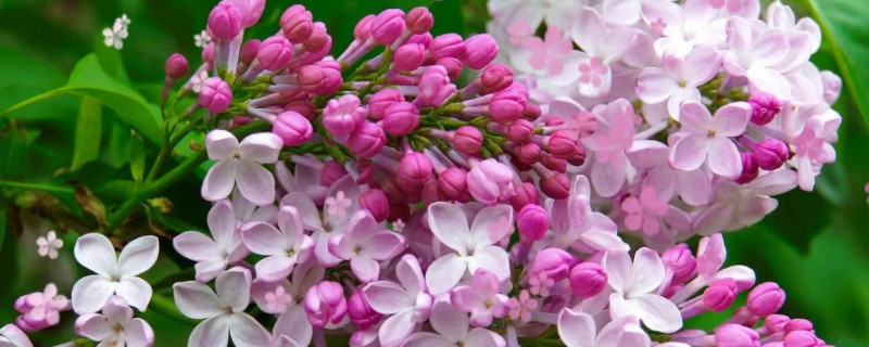 丁香花的五个特点 丁香花的特点有哪些