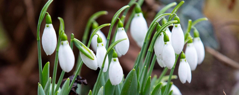 雪滴花的別名（雪滴花的花語(yǔ)是什么）