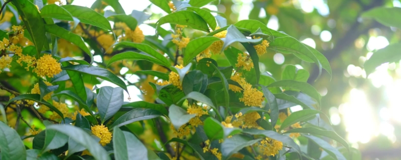 桂花怕冻吗冬天（桂花冬天能冻死吗）