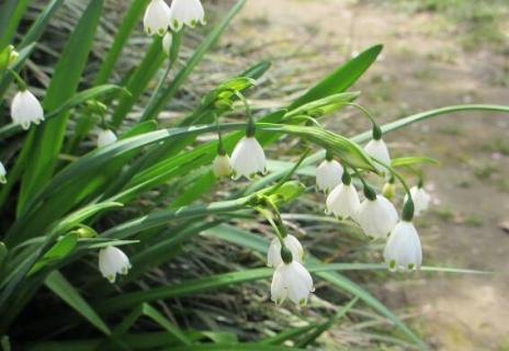 雪滴花怎么過(guò)冬，控水保溫補(bǔ)光三招輕松度過(guò)寒冬