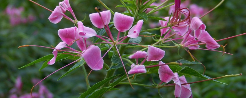 醉蝶花怎么育苗（醉蝶花幼苗）