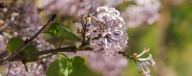 丁香花的花語是什么（五瓣丁香花的花語是什么）