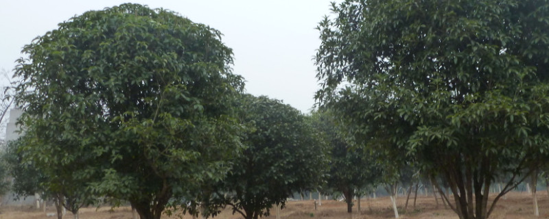 桂花樹種植方法和時間 怎樣種植桂花樹什么時間最佳