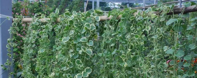 花叶锦带花期长吗 花叶锦带几年开花