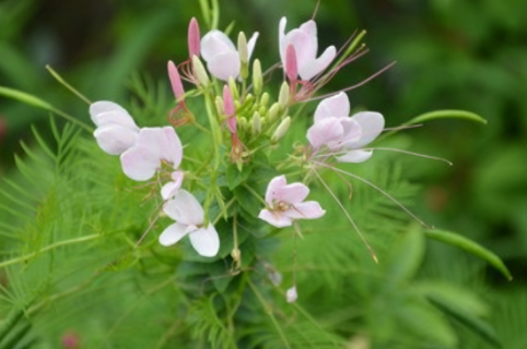 醉蝶花怎么發(fā)芽