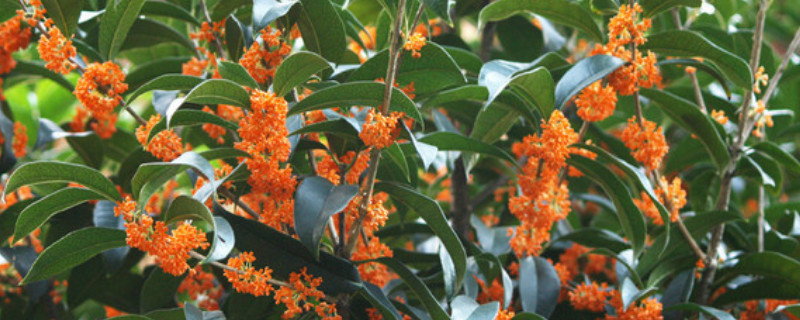 桂花樹怎么種植 桂花樹怎么種植成活