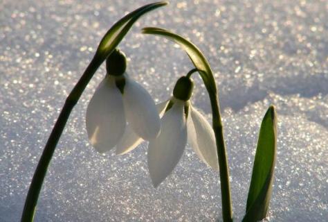 雪滴花怎么過(guò)冬，控水保溫補(bǔ)光三招輕松度過(guò)寒冬