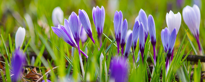 番红花种球种植方法和时间（番红花球怎么种）