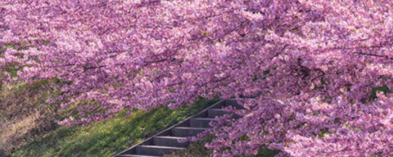 樱花花语及寓意（樱花花语及寓意教师节祝福语）