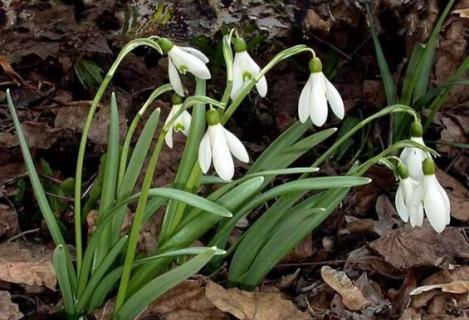 雪滴花怎么過(guò)冬，控水保溫補(bǔ)光三招輕松度過(guò)寒冬