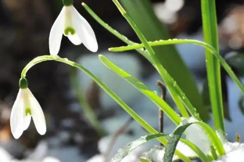 雪滴花的花語和寓意